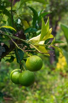 A branch with green ripening oranges in the garden near the house