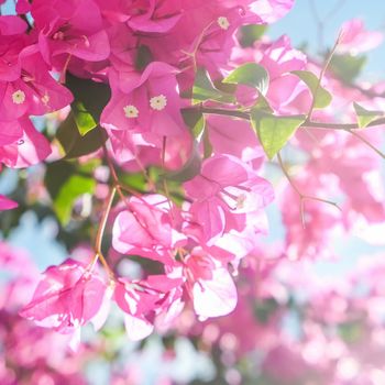 Pink flowers and blue sunny sky - floral background, spring holidays and womens day concept. Living life in bloom