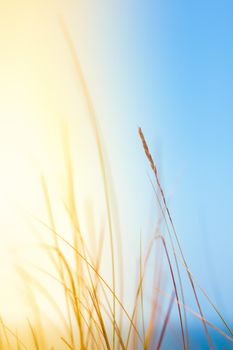 Sunshine over the summer field - beauty in nature, balanced lifestyle, environmental concept. Enjoying the sense of freedom