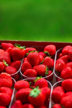 Strawberries packaged in box, sweet ripe perfect strawberry harvest, organic garden and agriculture concept