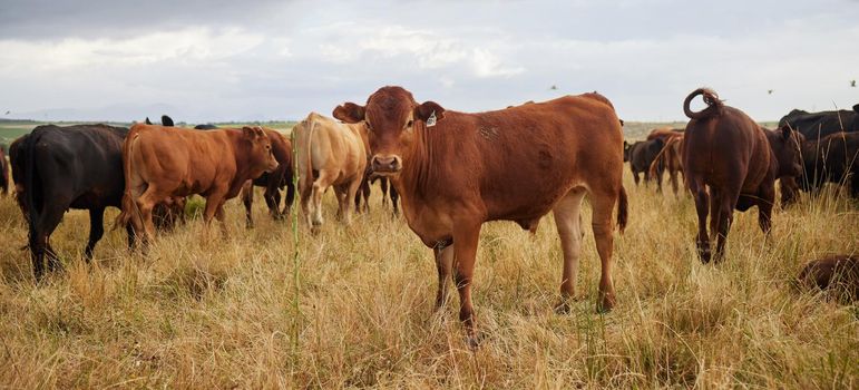 Herd of cows grazing, roaming and breeding on cattle farm, field and rural meadow in the countryside. Dairy animals, bovine and brown livestock in nature, pasture and ranch for beef industry.