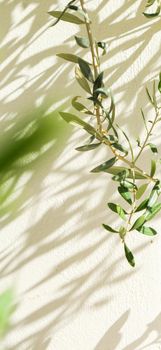 Olive tree and sunshine - gardening, nature background and environmental concept. The beauty of a green garden