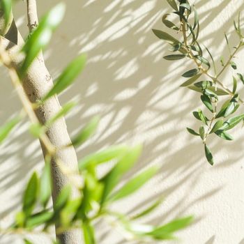 Olive tree and sunshine - gardening, nature background and environmental concept. The beauty of a green garden