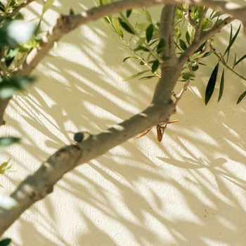 Olive tree and sunshine - gardening, nature background and environmental concept. The beauty of a green garden