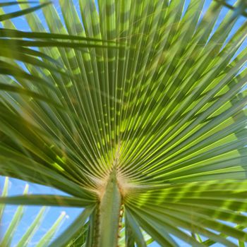 palm tree and blue sky - travel, exotic and tropical backgrounds styled concept, elegant visuals