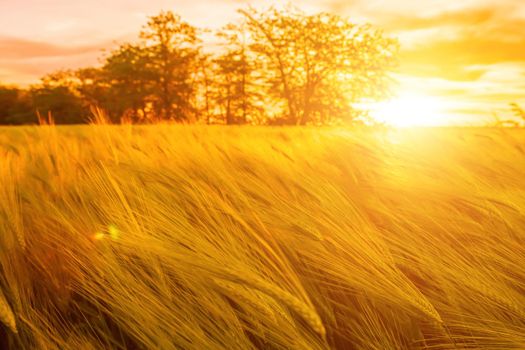 Green wheat field in countryside, close up. Field of wheat blowing in the wind at sunny spring day. Young and green Spikelets. Ears of barley crop in nature. Agronomy, industry and food production