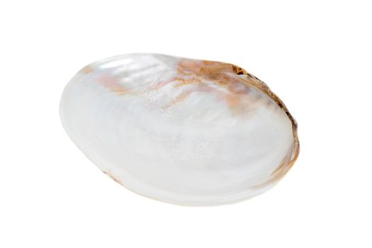 Image of seashells clam pearled on a white background. Undersea Animals. Sea Shells.