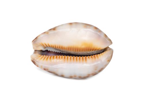 Image of seashells cypraea arabica on a white background. Undersea Animals. Sea Shells.