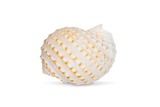 Image of seashells tonna tesselata on a white background. Undersea Animals. Sea Shells.