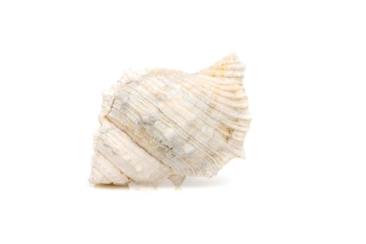 Image of white conch seashells on a white background. Undersea Animals. Sea Shells.