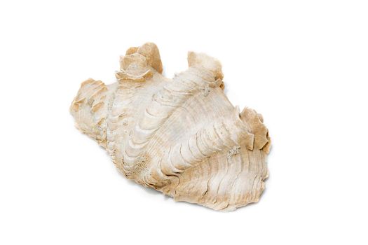 Image of Crocus Giant Clam (Tridacna crocea). on a white background. Sea shells. Undersea Animals.