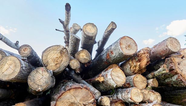 birch logs. a lot of firewood, fallen trees, a lot of logs are lying on the ground in the nature of a sawmill. Sectional view.