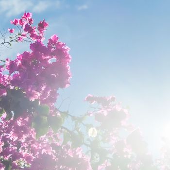 Pink flowers and blue sunny sky - floral background, spring holidays and womens day concept. Living life in bloom