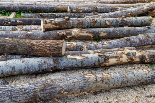 unpeeled aspen logs laid on the ground before become an rustic wooden house at daylight, close-up background