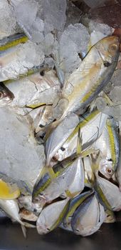 raw fresh fishes yellowstripe scad, yellowstripe trevally, yellow banded trevally, smooth tailed trevally, slender scaled trevally, slender trevally, selar kuning