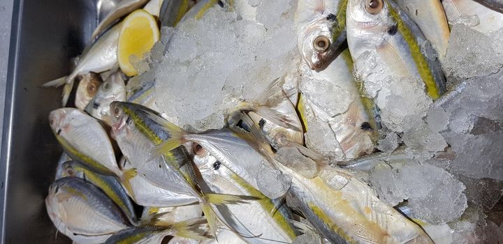 raw fresh fishes yellowstripe scad, yellowstripe trevally, yellow banded trevally, smooth tailed trevally, slender scaled trevally, slender trevally, selar kuning