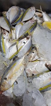 raw fresh fishes yellowstripe scad, yellowstripe trevally, yellow banded trevally, smooth tailed trevally, slender scaled trevally, slender trevally, selar kuning