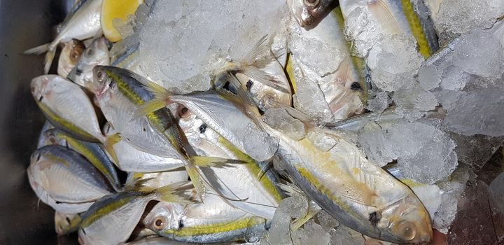 raw fresh fishes yellowstripe scad, yellowstripe trevally, yellow banded trevally, smooth tailed trevally, slender scaled trevally, slender trevally, selar kuning