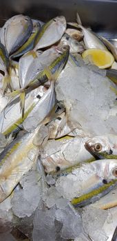 raw fresh fishes yellowstripe scad, yellowstripe trevally, yellow banded trevally, smooth tailed trevally, slender scaled trevally, slender trevally, selar kuning