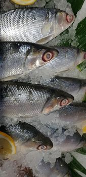 fresh milk fish or milkfish, Chanos chanos, Chanidae, Cretaceous, tautonym, awa, ava, bangús, bandeng, bolu, in the market