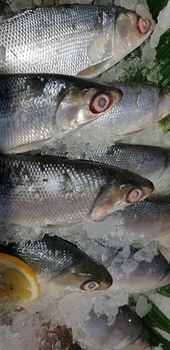 fresh milk fish or milkfish, Chanos chanos, Chanidae, Cretaceous, tautonym, awa, ava, bangús, bandeng, bolu, in the market