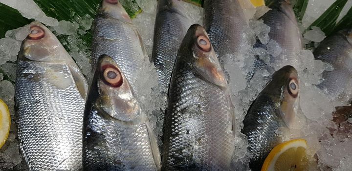 fresh milk fish or milkfish, Chanos chanos, Chanidae, Cretaceous, tautonym, awa, ava, bangús, bandeng, bolu, in the market