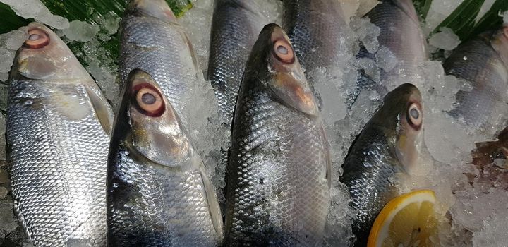 fresh milk fish or milkfish, Chanos chanos, Chanidae, Cretaceous, tautonym, awa, ava, bangús, bandeng, bolu, in the market