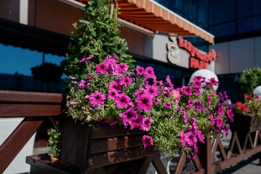 Colourful petunia flowers in vibrant pink and purple colors in decorative flower pot close up, floral wallpaper background with blooming petunias