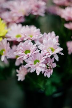 Close-up of a bouquet of dark pink chrysanthemum flowers.pink winter chrysanthemum flowers with space for text. garden chrysanthemum. floral wallpaper background