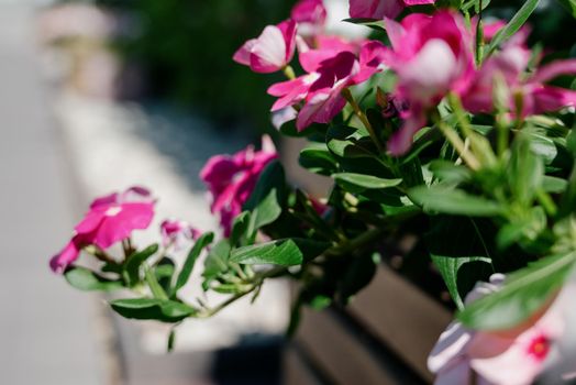 Colourful petunia flowers in vibrant pink and purple colors in decorative flower pot close up, floral wallpaper background with blooming petunias