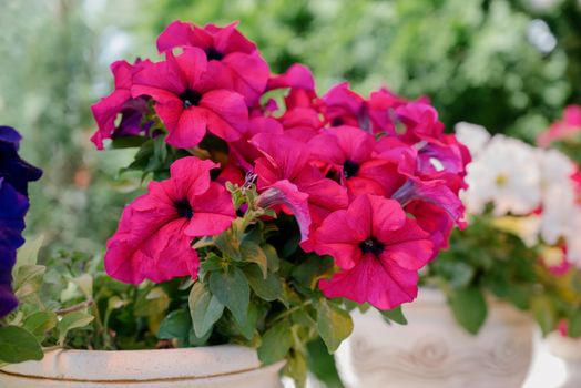 Colourful petunia flowers in vibrant pink and purple colors in decorative flower pot close up, floral wallpaper background with blooming petunias