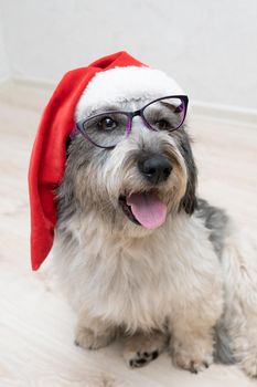 a shaggy dog with glasses and a Christmas hat is sitting with his tongue hanging out. loves Christmas very much