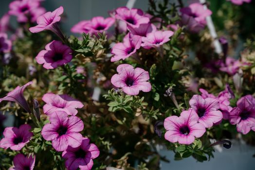 Colourful petunia flowers in vibrant pink and purple colors in decorative flower pot close up, floral wallpaper background with blooming petunias