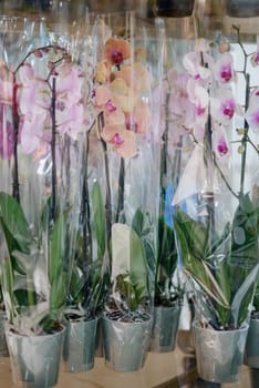 Blurred image of bouquet of fresh tulips in flower shop. Spring floral tulip bunch.tulips in a flower shop.Flower business. Concept flower store and delivery.