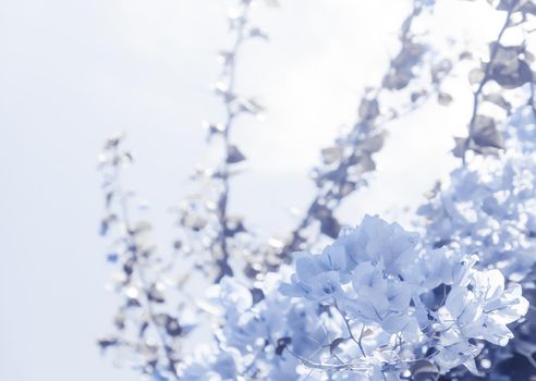 Flower background, spring nature and botanical beauty concept - Blue floral composition