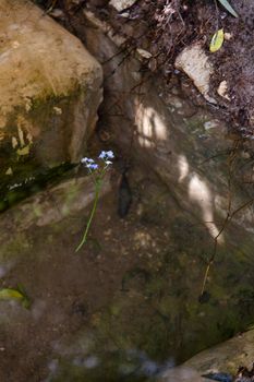 Natural spring with pure clean water and the flowers of forget-me-nots floating on the serface of water in nature reserve.