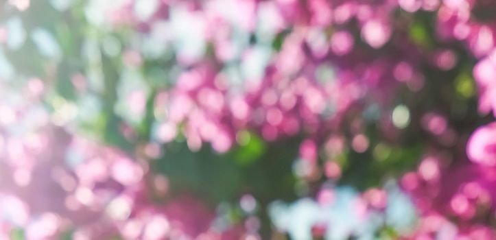 Pink flowers and blue sunny sky - floral background, spring holidays and womens day concept. Living life in bloom