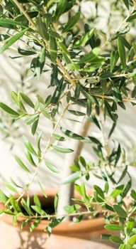 Olive tree and sunshine - gardening, nature background and environmental concept. The beauty of a green garden