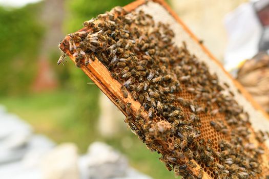 A beehive with bees. Close up