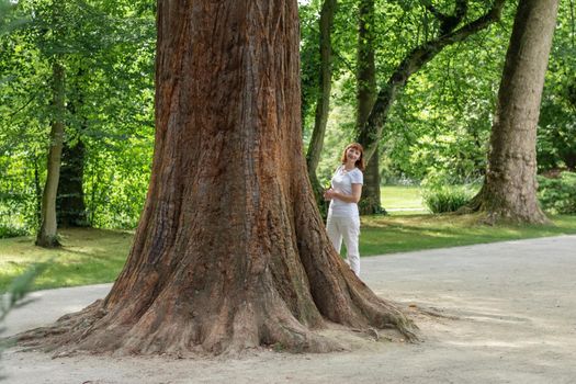 Big tree with a thick trunk in a park