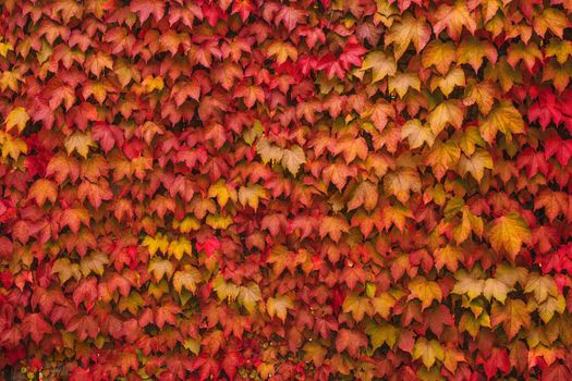 colorful leaves of wild grapes on the wall nature autumn background
