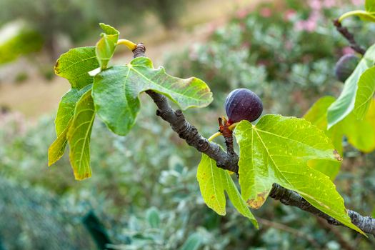 fig fruit closeup growing on the tree branch