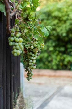 big cluster of green grapes on a vine tree growing near a barrier