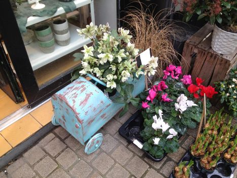 Plants in pots for planting Original flower pots