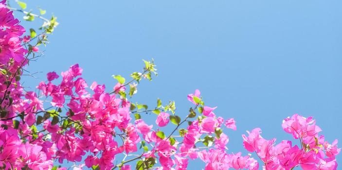 Pink flowers and blue sunny sky - floral background, spring holidays and womens day concept. Living life in bloom