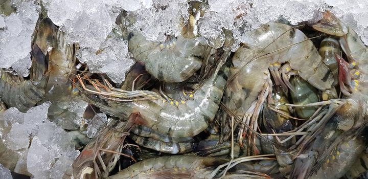 Fresh shrimp raw shrimp or crustacean or crustaceae from the market in indonesia