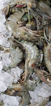 Fresh shrimp raw shrimp or crustacean or crustaceae from the market in indonesia