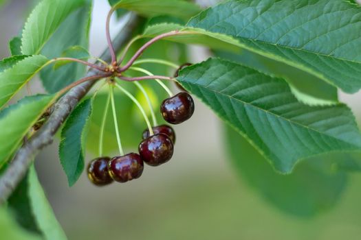 A bunch of ripe sweet cherries hanging on a tree