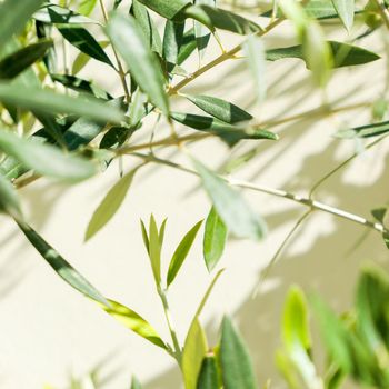 Olive tree and sunshine - gardening, nature background and environmental concept. The beauty of a green garden