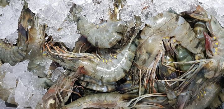 Fresh shrimp raw shrimp or crustacean or crustaceae from the market in indonesia